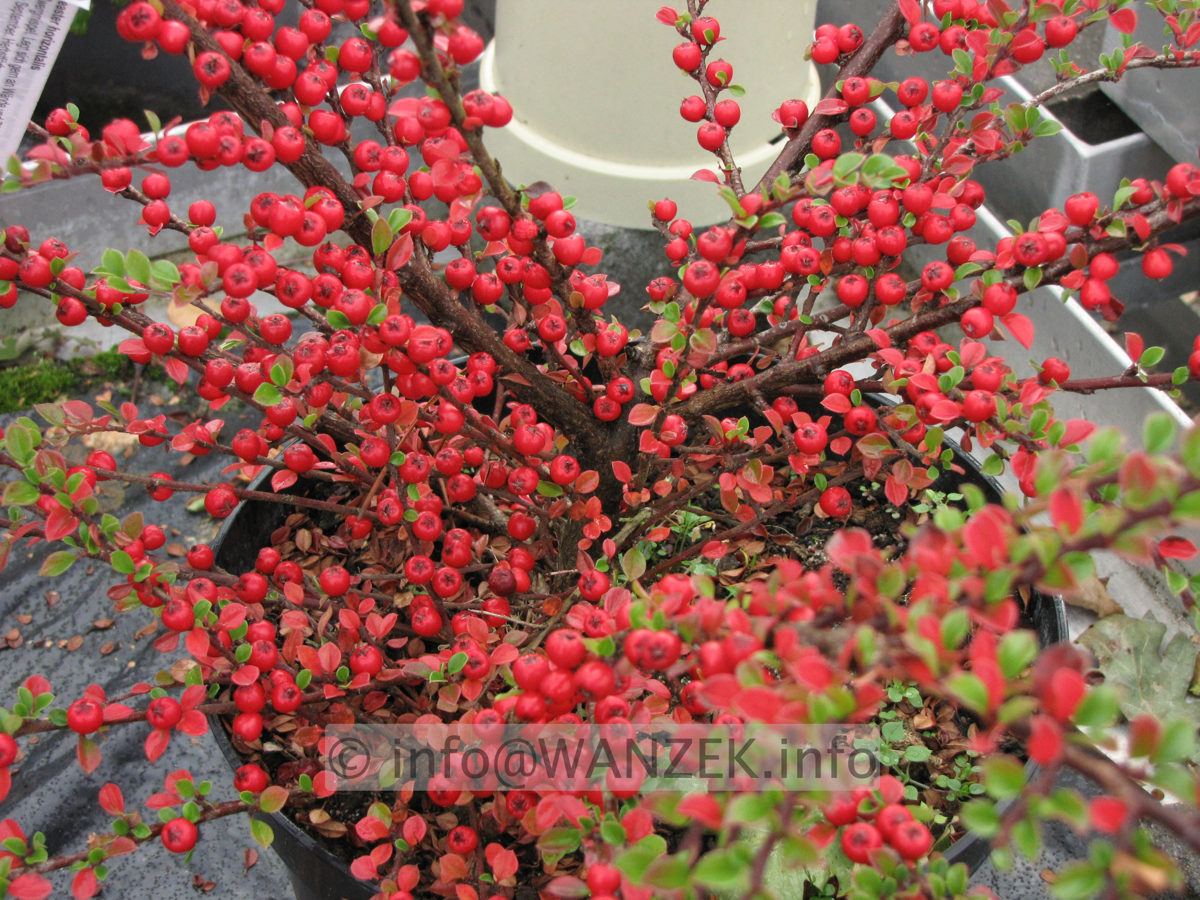 Cotoneaster horizontalis - mit Beeren02.JPG